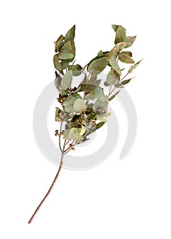 Eucalyptus Eucalyptus globulus, commonly known asÃÂ southern blue gum branch with fruits isolated on white background